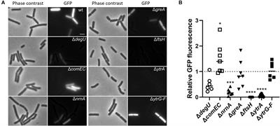 Influence of the ABC Transporter YtrBCDEF of Bacillus subtilis on Competence, Biofilm Formation and Cell Wall Thickness